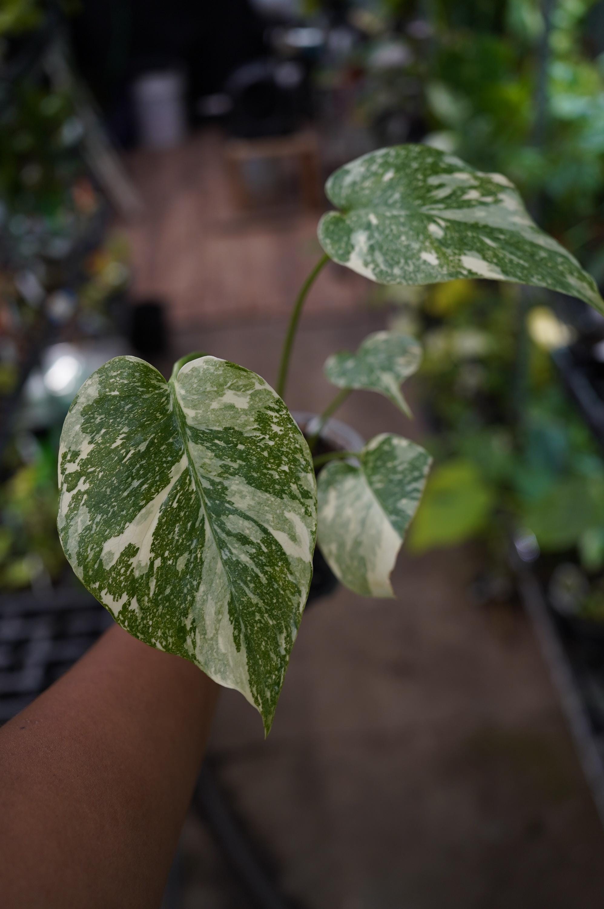 Monstera White Snow - Etsy