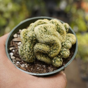 May include: A crested cactus with a dense, undulating, and brain-like growth pattern. The plant features a vibrant yellow-green hue, covered in numerous small, sharp spines. It is potted in a dark green plastic container filled with soil.