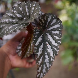 May include: A Rex begonia plant featuring large, asymmetrical, heart-shaped leaves with a dark charcoal-green base color and prominent, irregular silver-white patterns across the surface. The leaf edges are serrated with a deep reddish-brown underside.