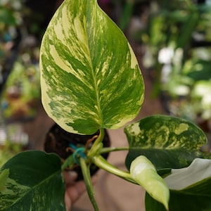 May include: Close-up of a variegated plant with large, heart-shaped leaves. The leaves display a striking pattern of green and creamy yellow variegation. The plant is in a small black pot, with a blurred background of other plants.
