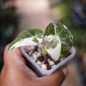 May include: A small variegated Alocasia plant with two heart-shaped leaves featuring a distinct pattern of dark green, light green, and creamy white patches. The plant is potted in a small, square, translucent white plastic container filled with soil.