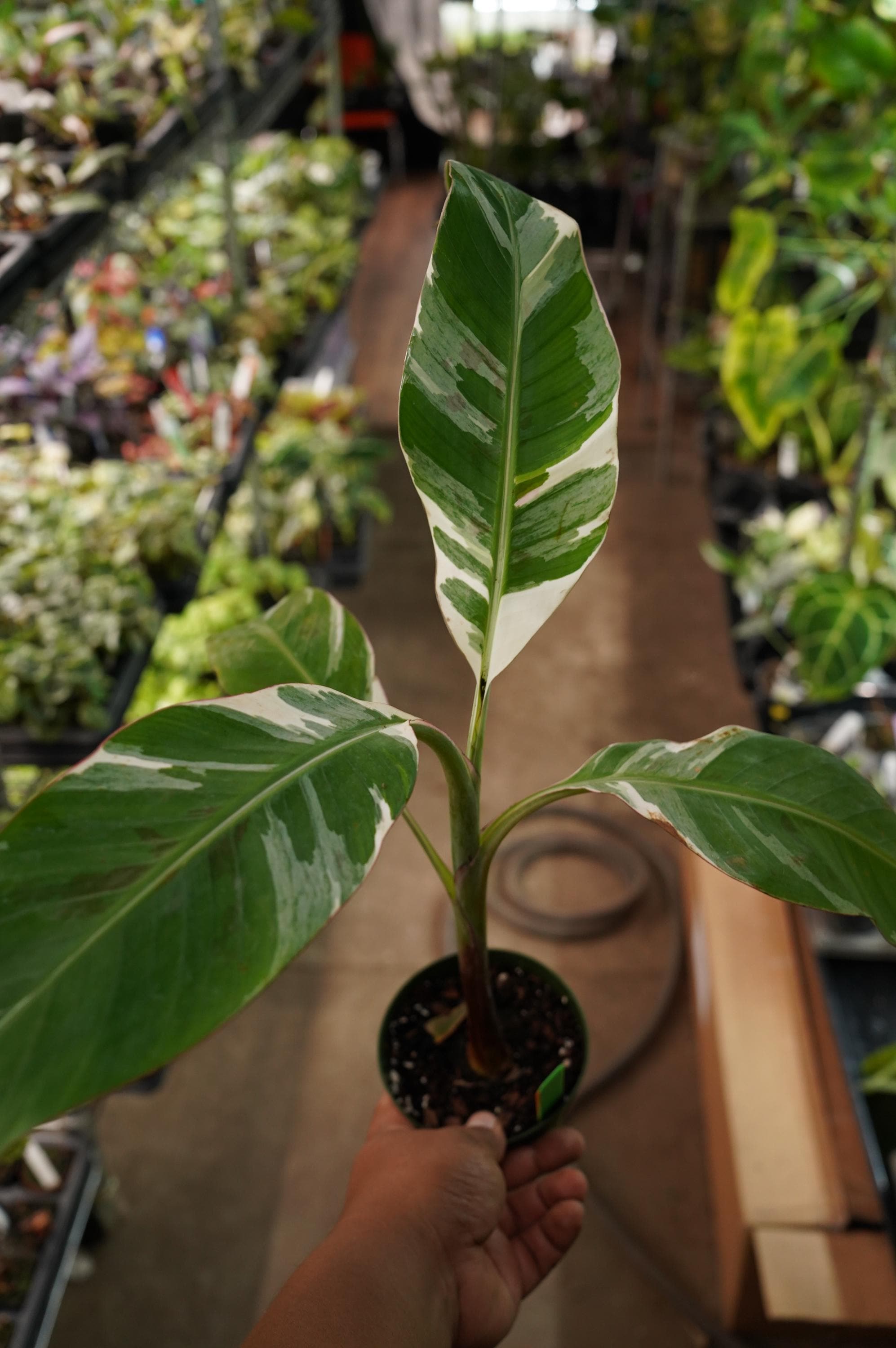 【速達便】Banana Musa 'Nono' / ムサ ノノ バナナ、エンセテ、ムサ種子苗販売 ピンク斑入りバナナ ムサ