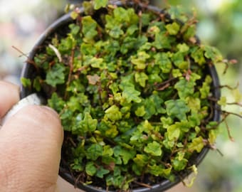 String of Frogs mini oak leaf Ficus quercifolia  4"  plant pot