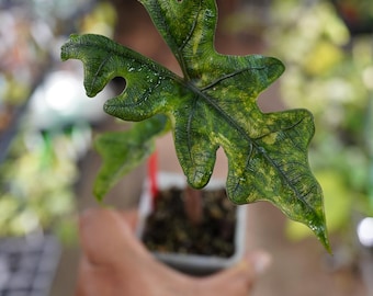 Variegated Alocasia Jacklyn Mystic - Rare Tissue Culture Plant - Etsy