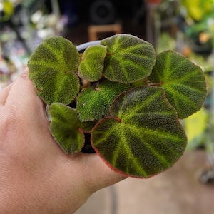 Begonia soli mutata Sun Changing  4" pot live plant rare terrarium plant rex rhizome US Seller