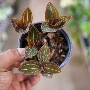 Ludisia discolor sea turtle jewel orchid in 4" pot