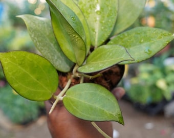 Hoya - Next World Exotics Rare Plants & Crystals