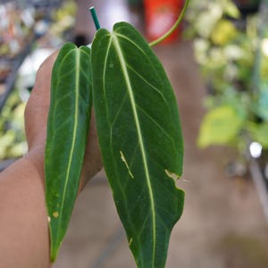 Anthurium Warocqueanum Dark Narrow - Etsy