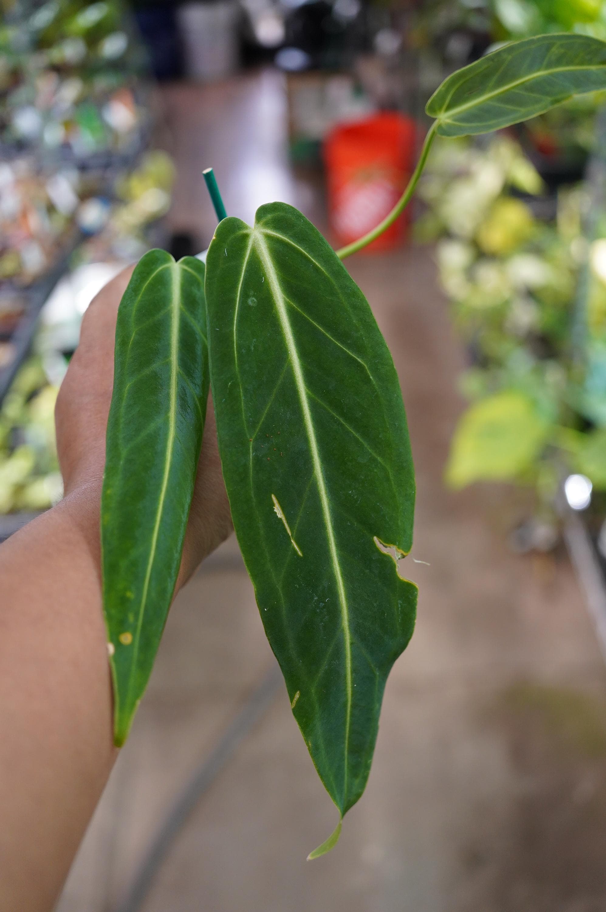 Anthurium Warocqueanum Dark Narrow - Etsy