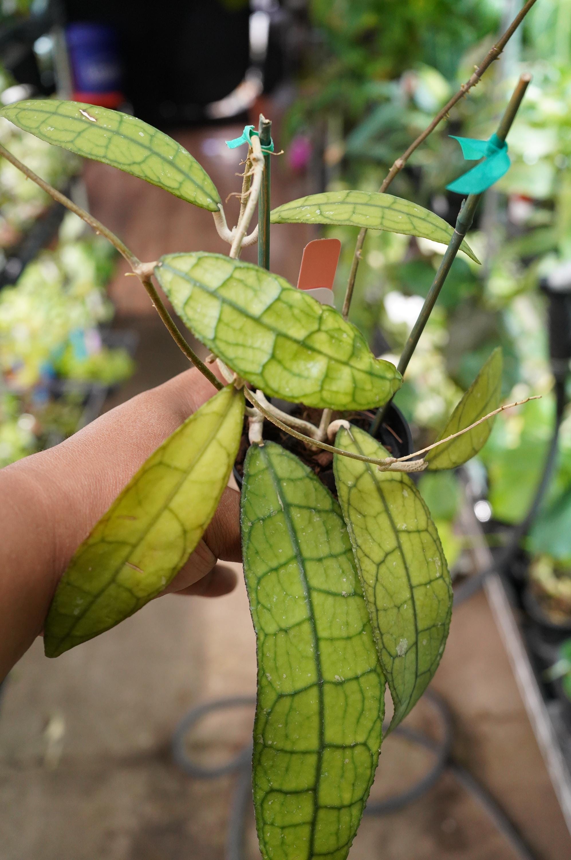 Hoya Clemensiorum Splash - Etsy
