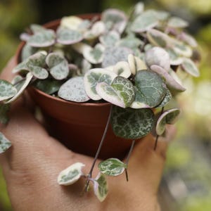 May include: A small potted plant with trailing vines and heart-shaped leaves with green and white variegation. The leaves have a pink edge.