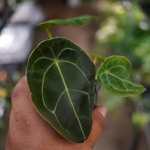 May include: A small Anthurium plant featuring dark green, heart-shaped leaves with prominent, light-colored veins. The foliage has a smooth, matte texture and a distinct pointed tip, showcasing a natural pattern of branching veins across the surface.