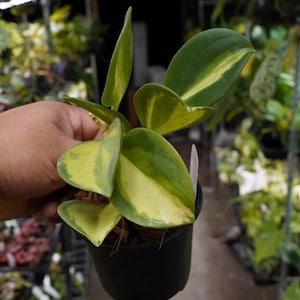 May include: A potted plant with green and yellow variegated leaves. The plant is in a small black pot and is held by a hand. The leaves have a vibrant color contrast, with a mix of green and yellow. The background is blurred, suggesting a greenhouse setting.