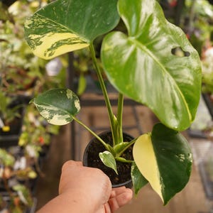 Monstera Pompom Deliciosa Variegated Aurea Large Form 4