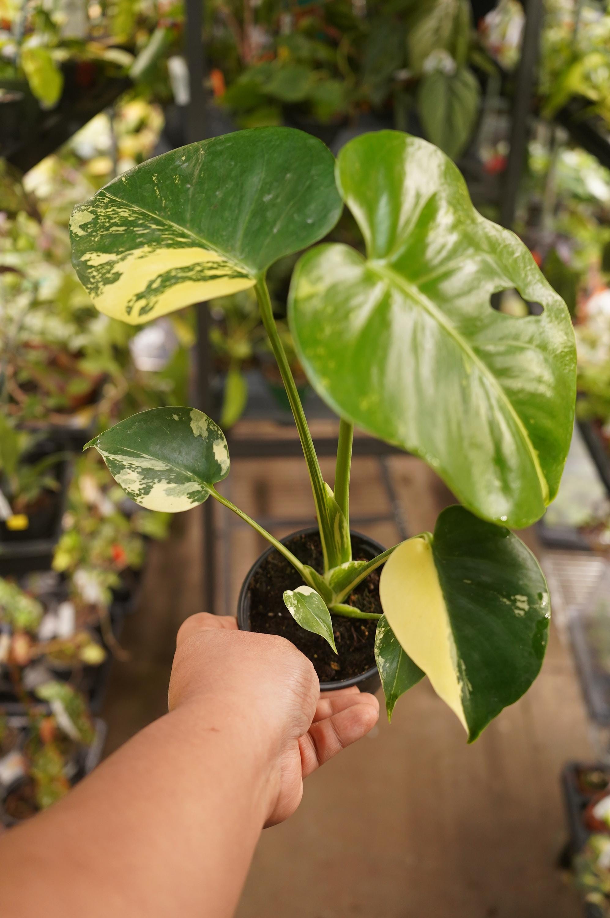 Monstera deliciosa 'Pom Pom'超特大株！葉40㎝以上！ Monstera Pompom Deliciosa Variegated Aurea Large Form 4