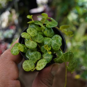 May include: A small, potted plant with vibrant green, rounded leaves. The leaves have a unique, patterned texture. The plant is held in a black pot, with a blurred background of other plants. The plant is a String of Turtles.