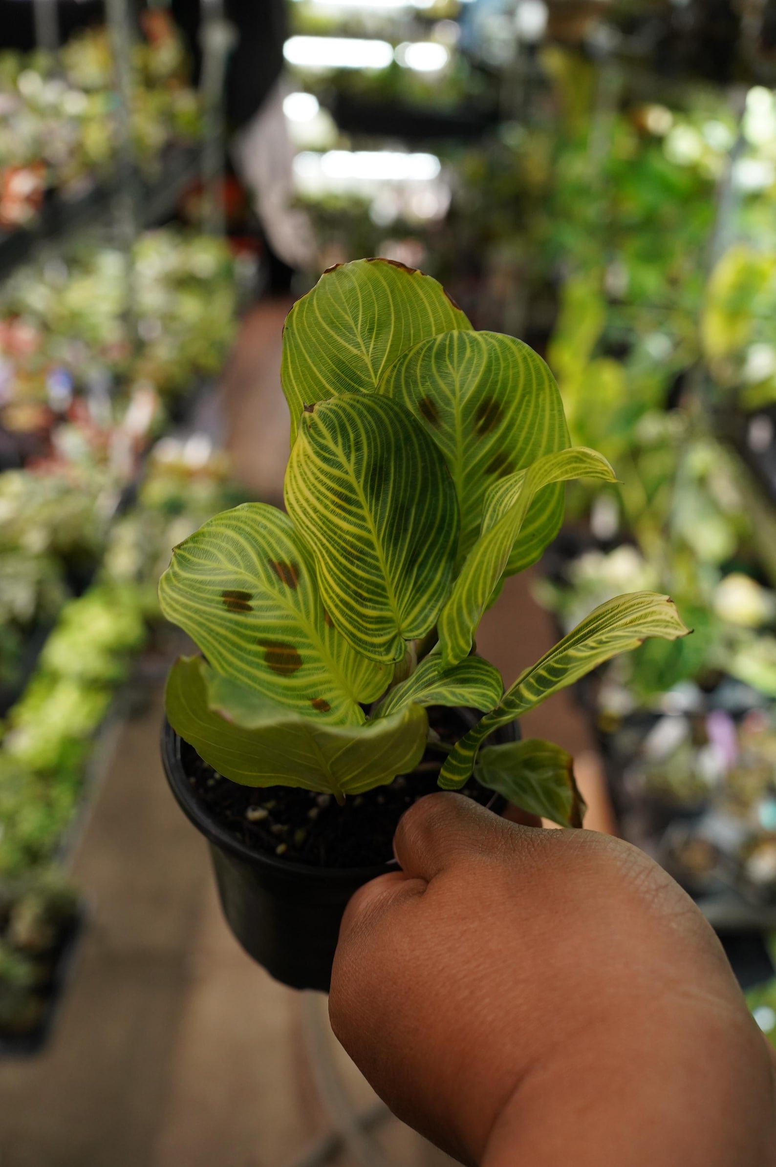 Maranta Light Veins Fantasy Gold Lines Prayer Plant 4