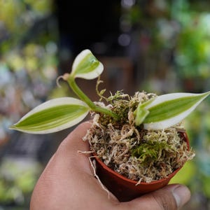 Anthurium Vanilla - Etsy