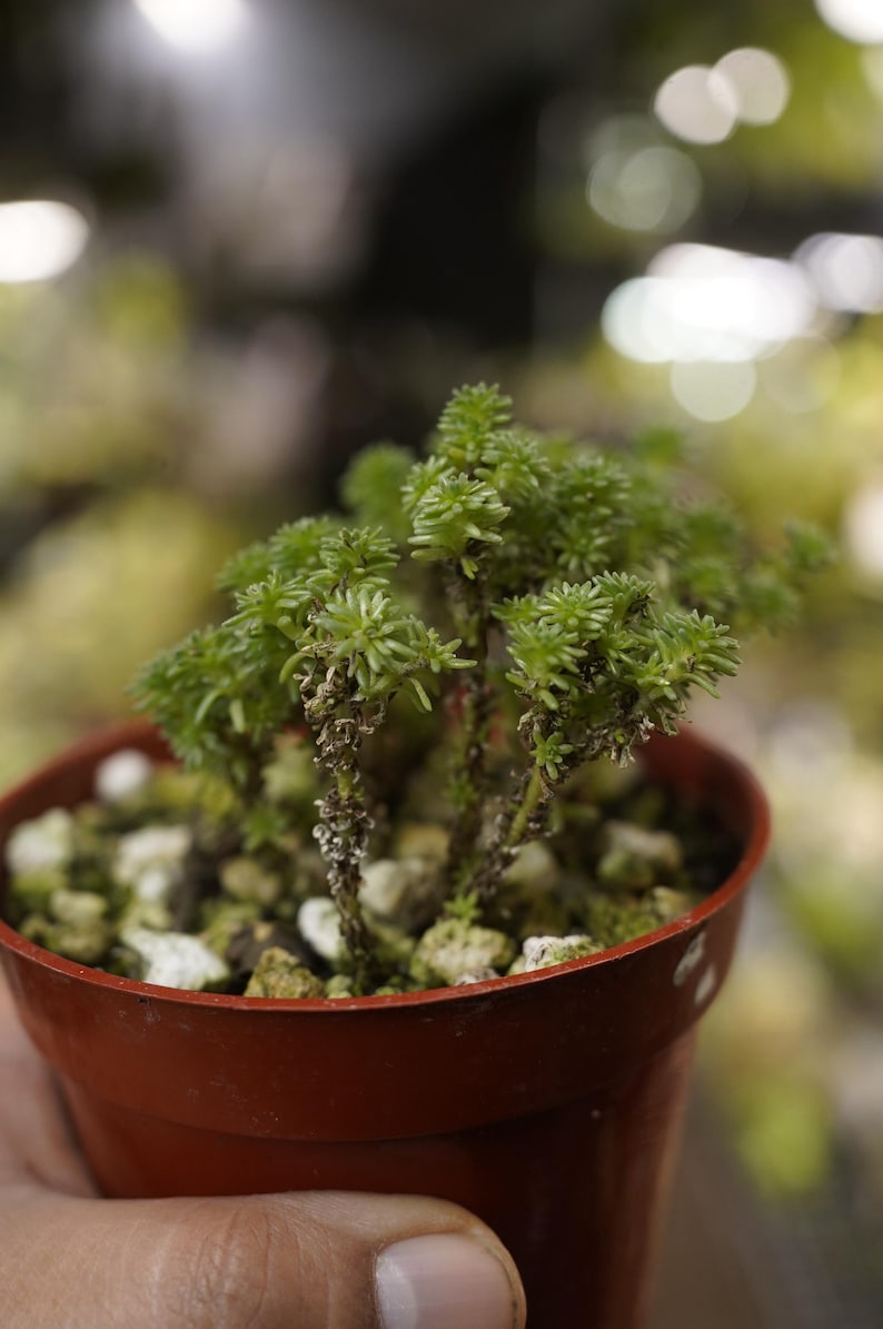 Sedum Multiceps Miniature Joshua Tree 4