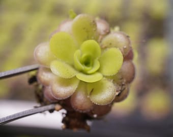 May include: A close-up of a green and brown carnivorous plant with a rosette of leaves.