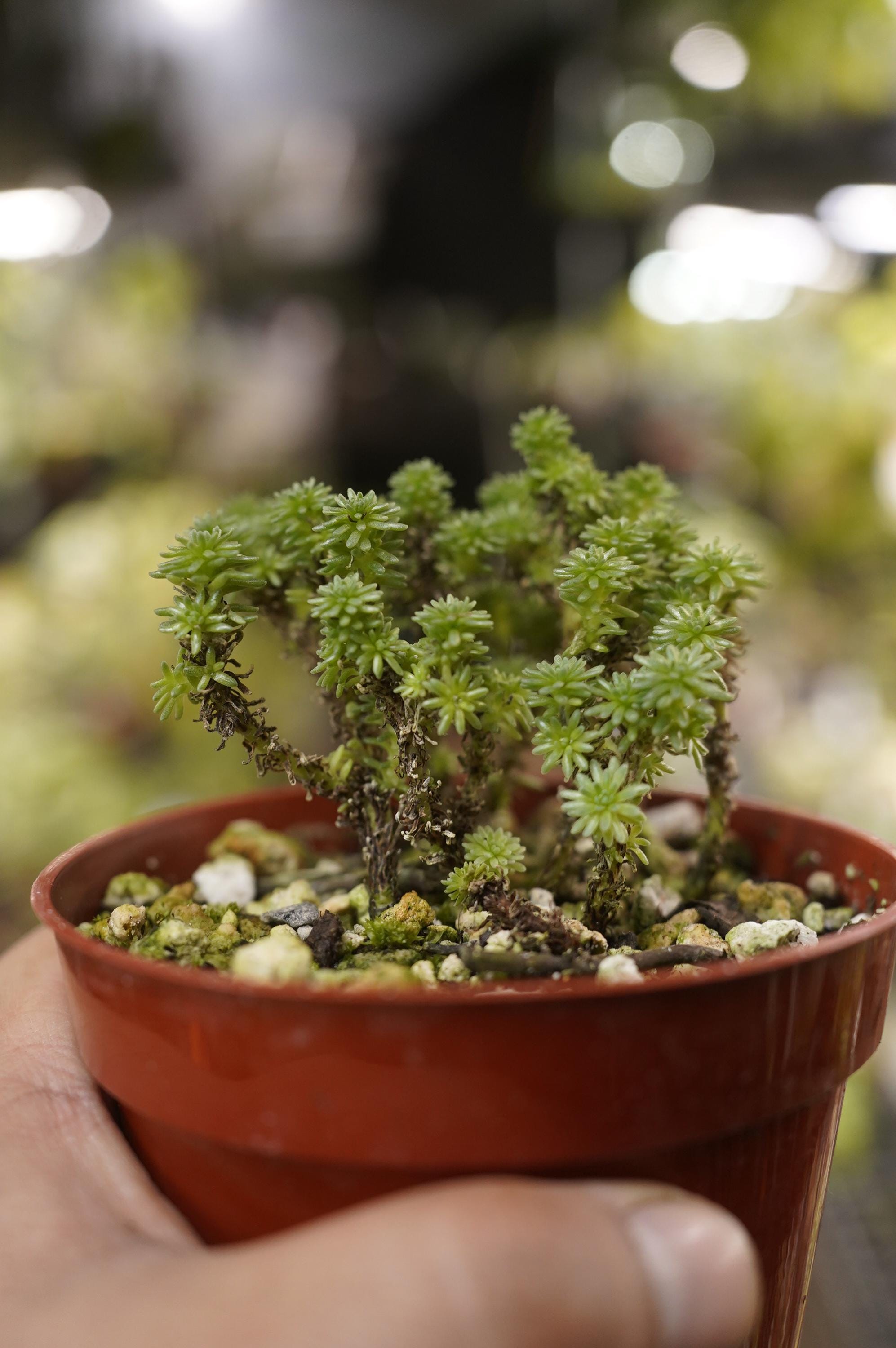 Sedum Multiceps Miniature Joshua Tree 4