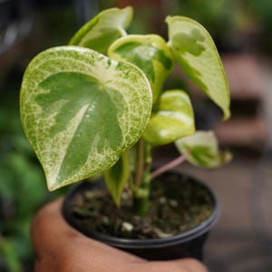 Peperomia polybotrya Raindrop albo Variegated 4" live Radiator Plant pot US Seller