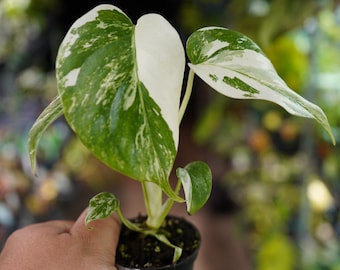 philodendron spiritus Philodendron spiritus-sancti