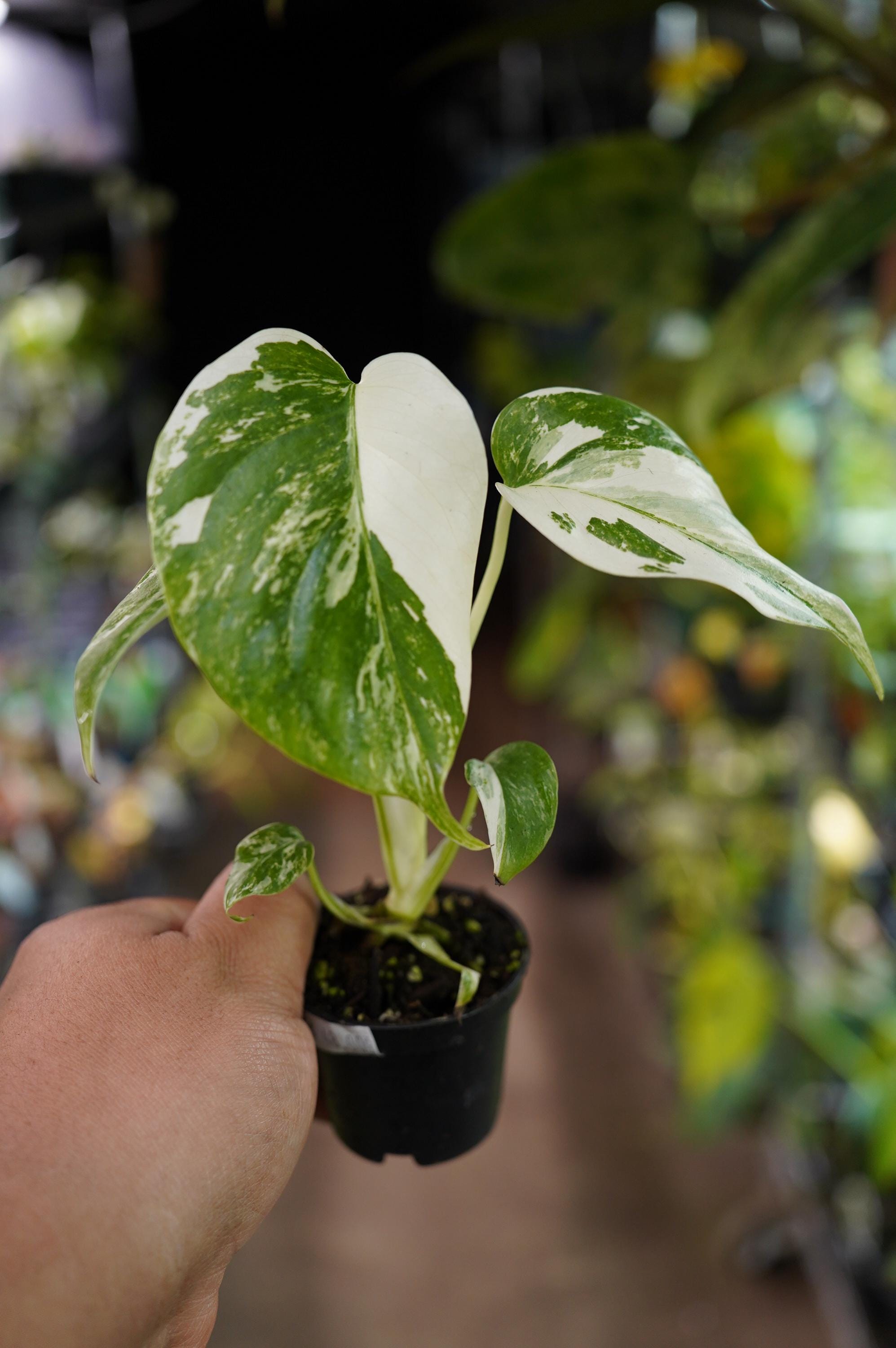 K246 【KP】Monstera Legacy Variegata モンステラ レガシー 斑入り