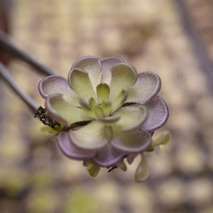 May include: Close-up of a small, light green and purple plant, possibly a succulent or carnivorous plant, held by metal tweezers. The plant has rounded, layered leaves and is in focus against a blurred background.