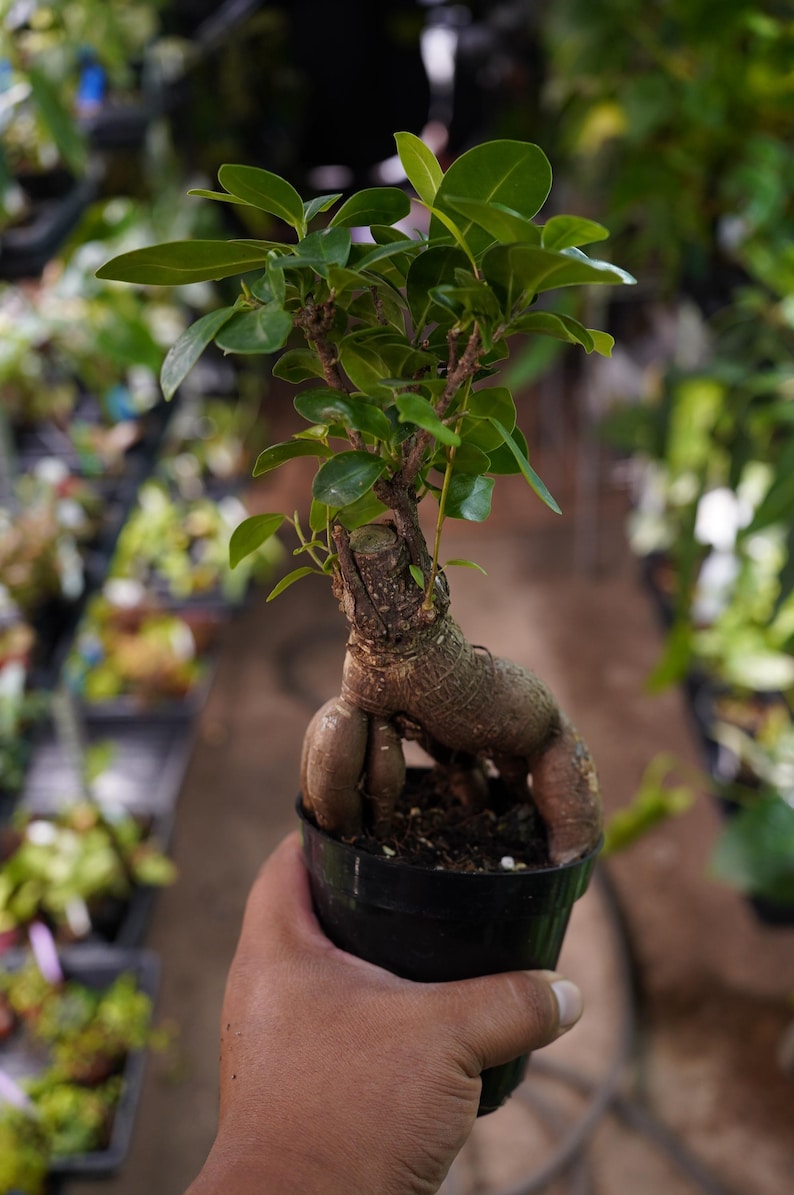 TzakisNaturals Ficus Ginseng Bonsai Tree - Thumbnail 2