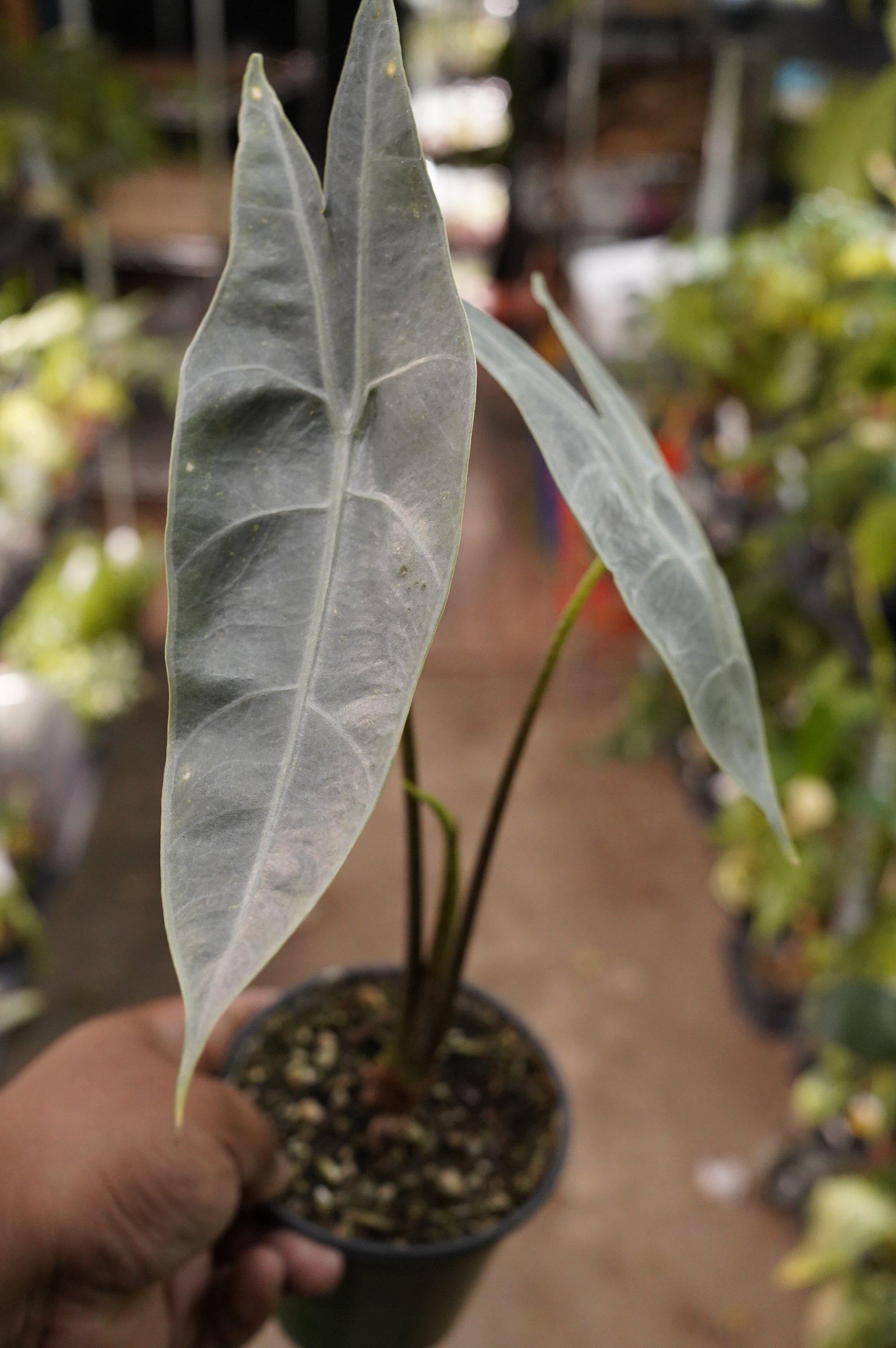 Alocasia Longiloba Silver 4 Inch Pot - Etsy