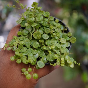 String of Turtles  Peperomia prostrata 4" live plant pot US Seller.