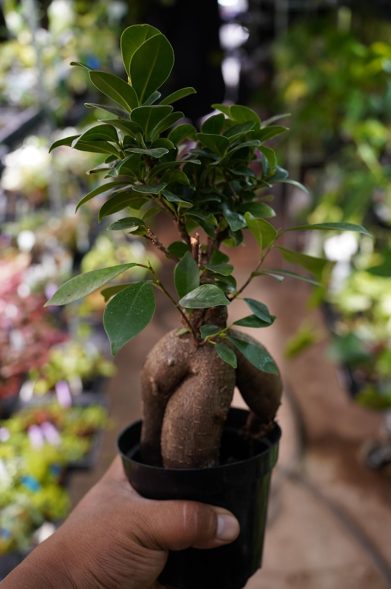 TzakisNaturals Ficus Ginseng Bonsai Tree - Thumbnail 3