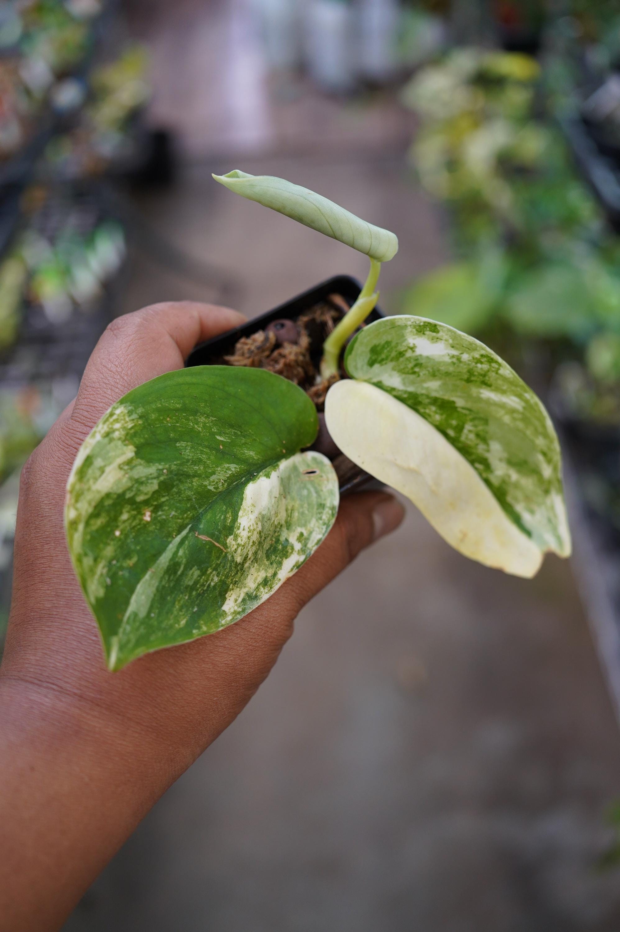 Variegated Satin Jade - Etsy