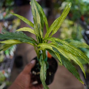 May include: A potted plant with long, variegated leaves in shades of green and yellow. The plant is held in a black pot, and the leaves have a striking pattern. The plant is in a nursery setting.