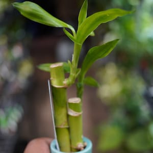 May include: A small, light blue ceramic pot holding a lucky bamboo plant. The bamboo stalks are green and yellow, with vibrant green leaves sprouting from the top. The plant is held in a hand, with a blurred background of other plants.