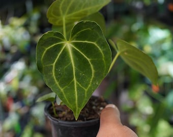 Anthurium Red Vein Dark Phoenix X Papillilaminum Starter Plant