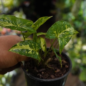 May include: A small potted plant with green and yellow variegated leaves. The plant is in a black plastic pot, held by a hand. The leaves have a distinctive pattern of green and yellow spots and streaks. The background is blurred with other plants.
