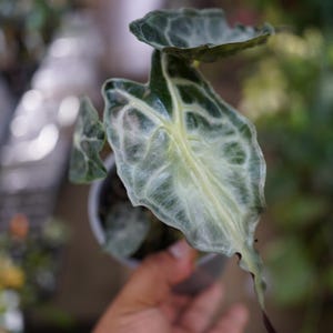 May include: An Alocasia plant with arrow-shaped, dark green leaves featuring prominent, light-colored veins and a silvery sheen. The plant is potted in a simple gray container, showcasing its distinct foliage texture and pointed leaf tips.
