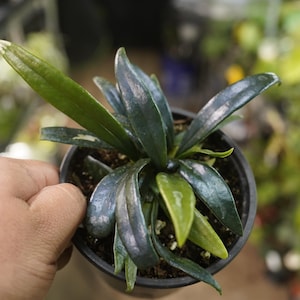 May include: A small potted plant with dark green, glossy leaves. The plant is in a black plastic pot.