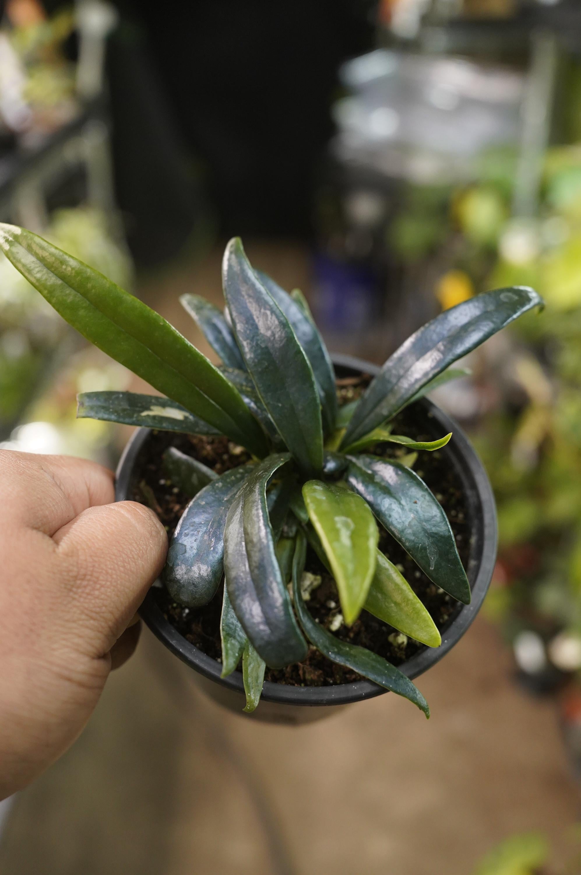 Blue oil fern Microsorum thailandicum 4" pot US Seller