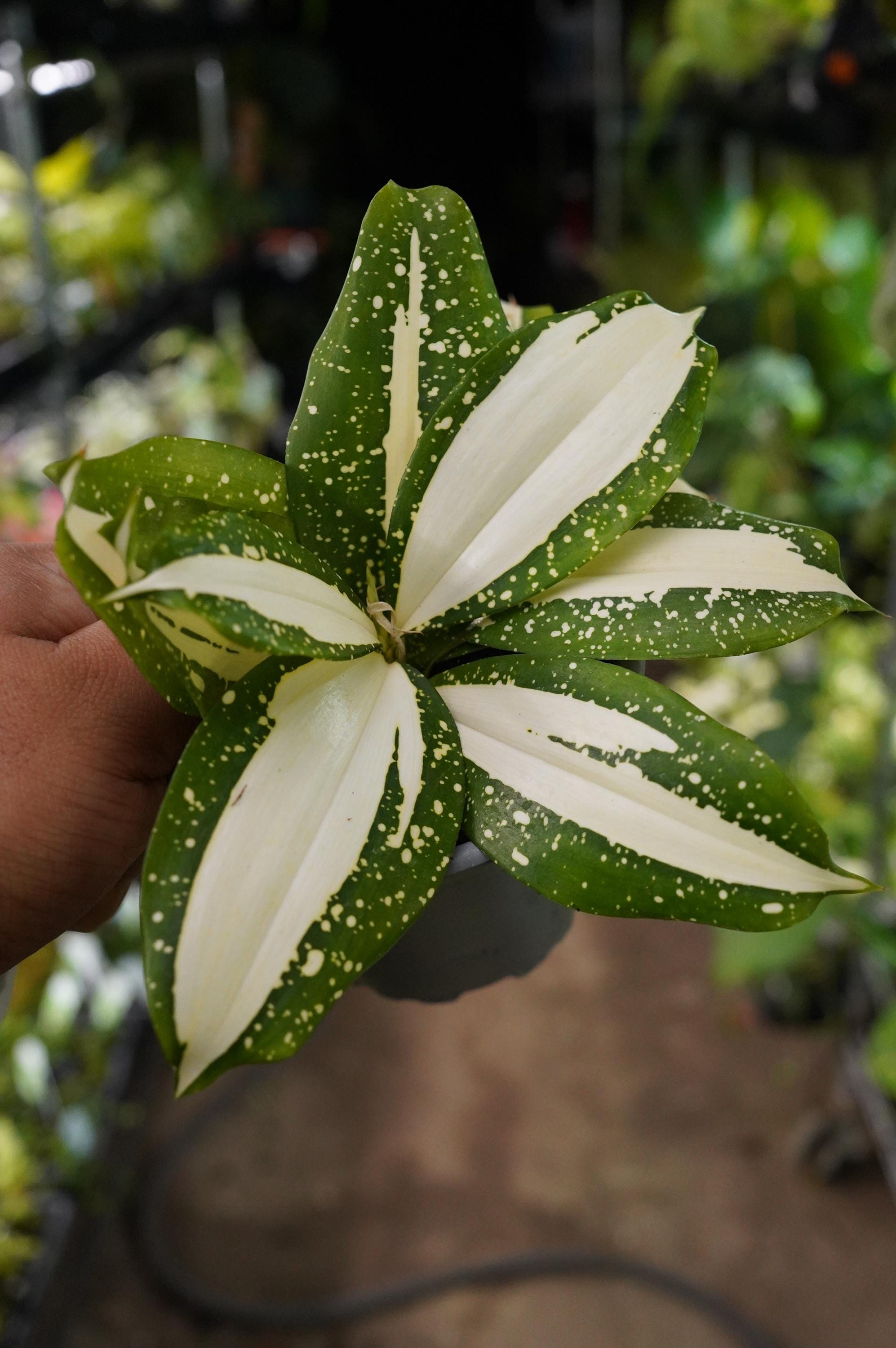 Dracaena Goldieana - Etsy