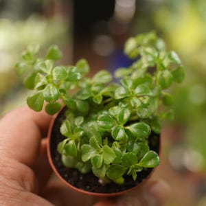May include: A small potted plant with vibrant green leaves. The plant is in a small, brown plastic pot, held in a person's hand. The leaves are a bright, healthy green, and the plant appears to be thriving. The background is blurred, suggesting a garden setting.