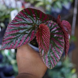 May include: Close-up of a Begonia plant with large, textured leaves. The leaves display a striking pattern of deep green and vibrant magenta stripes. The plant is in a small, dark pot, showcasing its unique foliage.