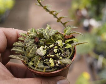 solanum evolvulifolium 2&quot; live plant pot US Seller