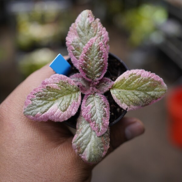 Episcia cupreata Cleopatra 2 inch pot