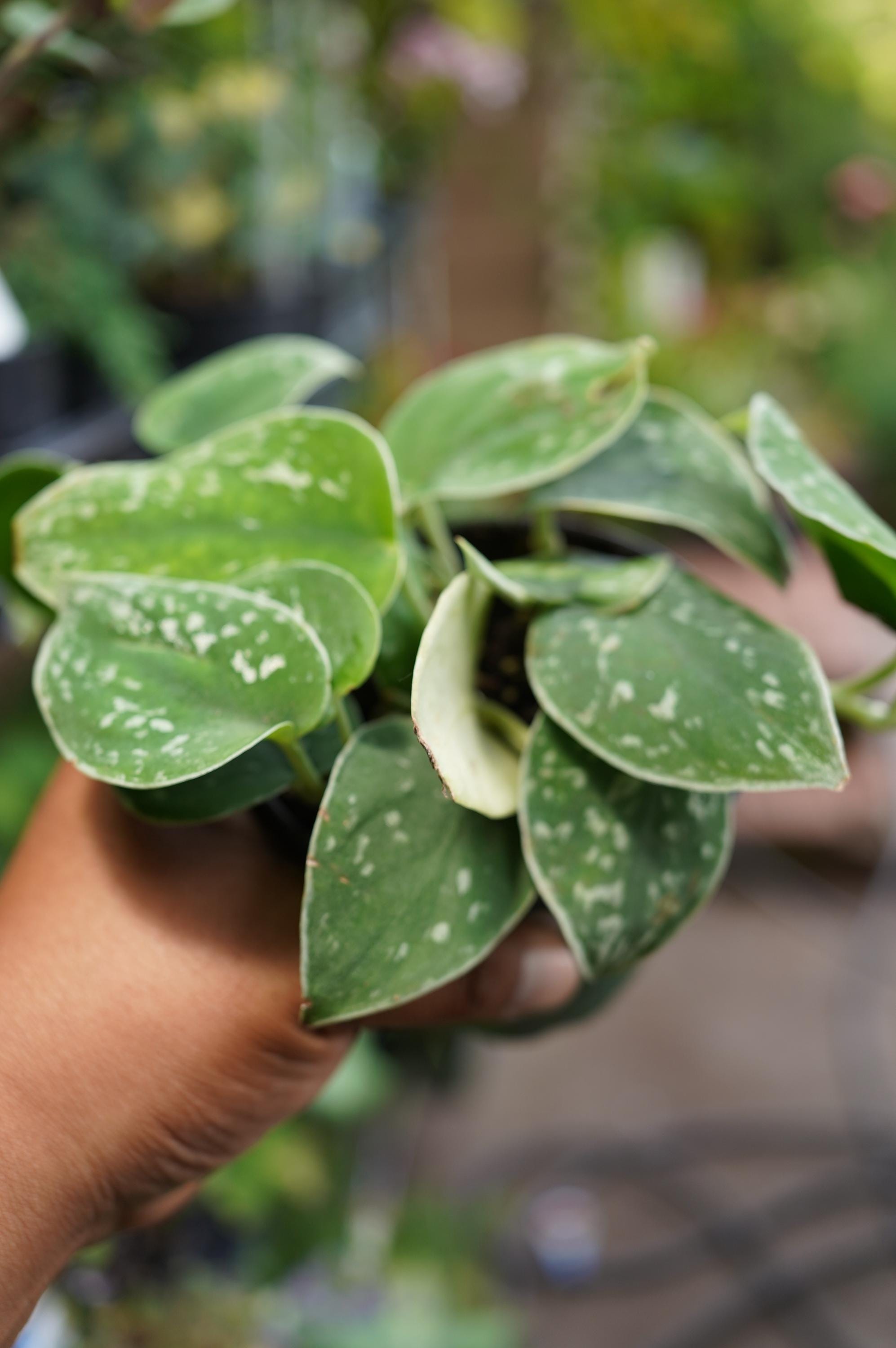 Scindapsus Mariposa - Etsy