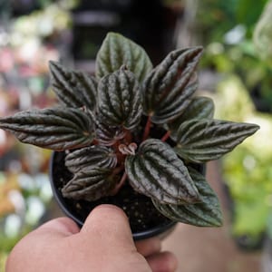 May include: A small Peperomia plant in a black pot. The dark green leaves have a textured, ribbed appearance with reddish stems. The plant is held in a person's hand, with a blurred background of other plants.