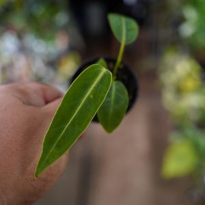 anthurium warocqueanum dark and narrow queen  2" live plant pot US Seller