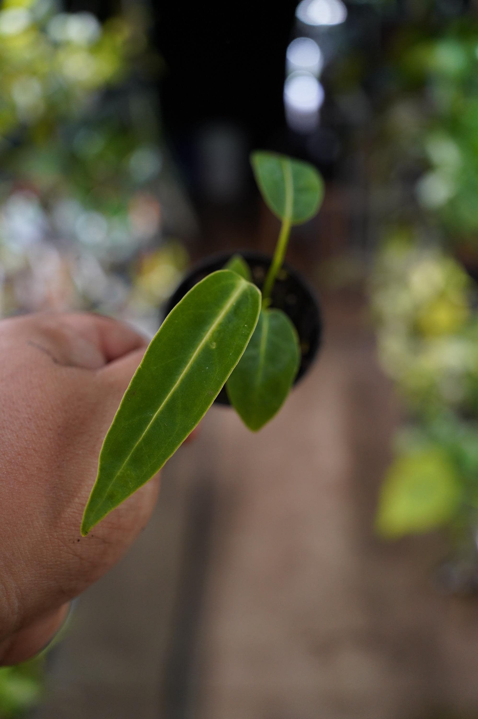 Anthurium Warocqueanum Dark Narrow - Etsy